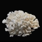 {relatedProduct.title}