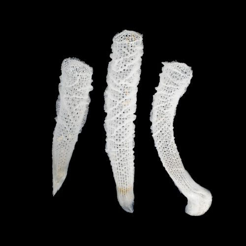 Wholesale Seashells, Coral Suppliers in California, USA Tideline