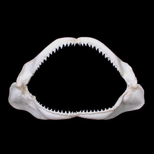 Wholesale Seashells, Coral Suppliers in California, USA - Tideline